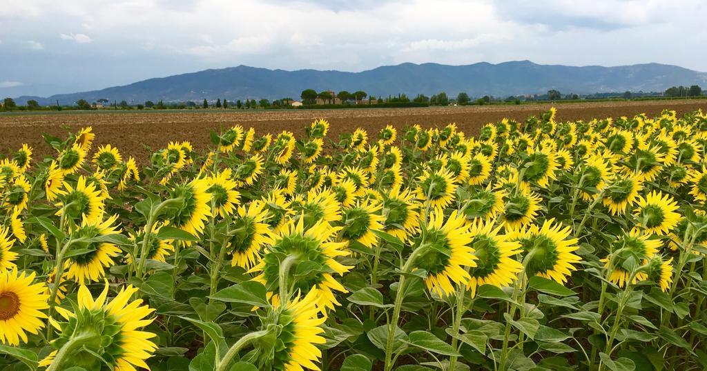 Agriturismo La Colmata Cesa  Zewnętrze zdjęcie